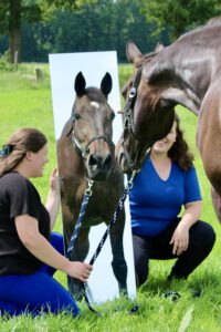 Paardencoaching Paardencoaching