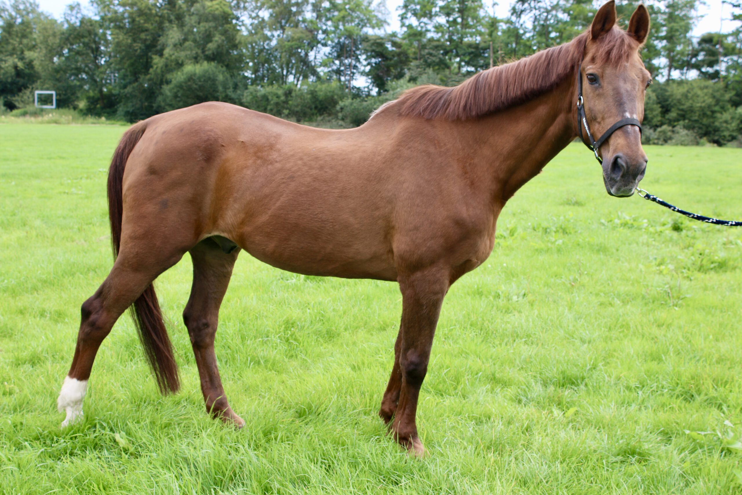 Narkoo - Paardjes & Praatjes